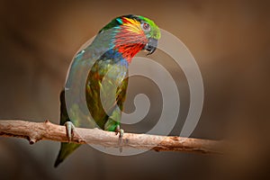 Edwards`s Fig parrot, Psittaculirostris edwardsii, from humid lowland forests in north-eastern New Guinea, Asia. Parrot in the na photo