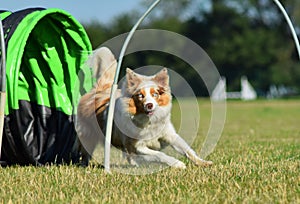 Ee-red border collie is running on hoopers training.