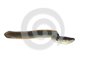 Eel