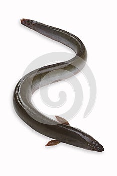 Eel