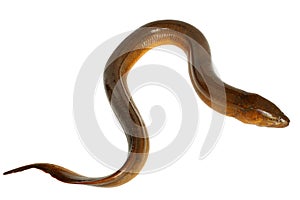 Eel.