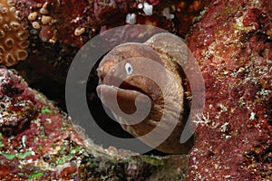 Eel aceh indonesia scuba diving