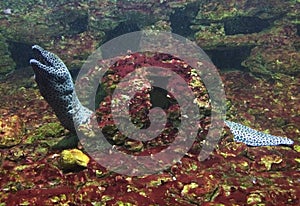 The Eel in aquarium photo