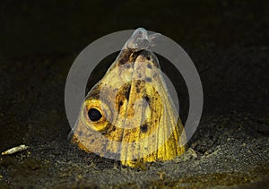 Eel in the black sand, Lembeh