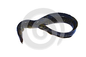 Eel fish