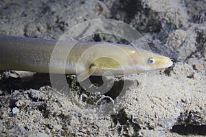 Eel fish anguilla anguilla in the beautiful clean river. Underwater shot in the river. Wild life animal. Eel in the nature