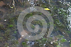 An eel and a fish camouflaged in the shallow edge of a lake surrounded with aquatic plants