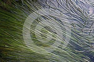 Eel grass in a tide pool, Tonquin Beach