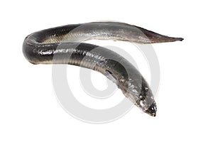 Eel isolated