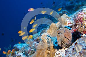 Eel mooray on reef underwater while diving maldives