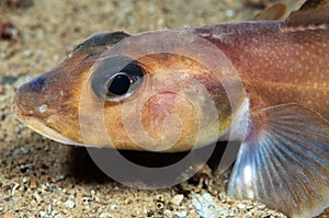 Eel Pout photo