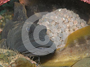 Eel pout guarding its' eggs.