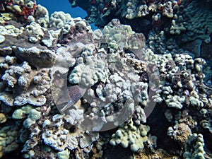 Eel Tucked into Coral Covered Wall Underwater