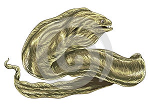 Eel. Vector illustration decorative design