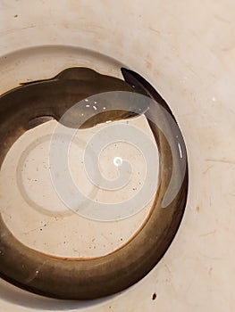 an eel in a white container filled with water