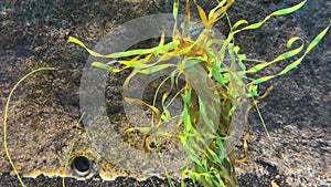 eelgrass