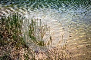 Eelgrass is located on the shore of a lake with clear water