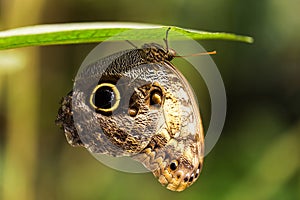 Eelgrass - Lopinga achine, a beautiful brown butterfly clinging from the bottom of a green leaf. The wing has a golden eye with
