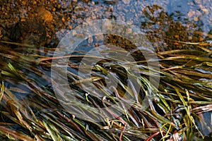 Eelgrass on river water. Red and green eelgrass. water plants