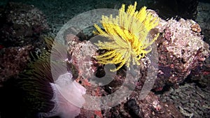 Eellow sea lily Crinoidea class of echinoderms underwater on seabed in Maldives.
