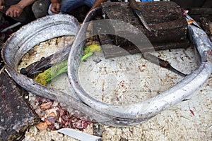 Eels on the fishing market, Essaouira Morocco