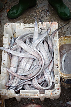 Eels on the fishing market, Essaouira Morocco