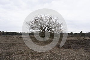Een eenzame boom in Nederland photo