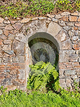 een mooie groene varen in een oude stenen muur