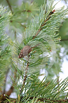 Eergreen pine tree branches