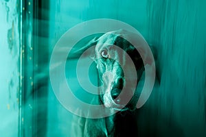 Eerie Blue Tinted Blurry Image of A Dog Behind Glass Giving an Intense Gaze
