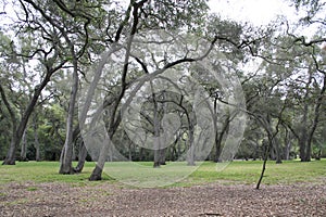 Eerie forest