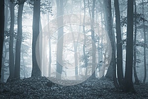 Eerie forest with fog and light