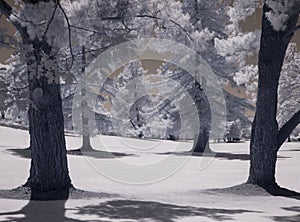 Eerie infrared image, golf course