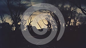 Eerie Lomography Lady Grey Twisted Branches In Australia\'s Dark Landscape