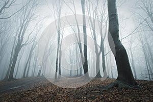 Eerie scene in a forest with fog