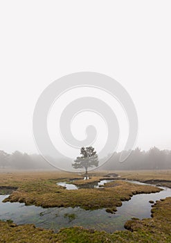 Eerie scene in the forest with stream, dense fog and isolated tree