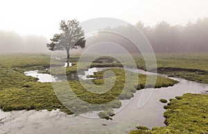 Eerie scene in the forest with stream, dense fog and isolated tree