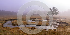 Eerie scene in the forest with stream, dense fog and isolated tree