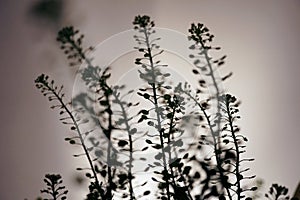 Eerie shadow of long stemmed flowers, silhouetted on a white background