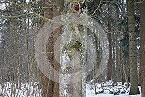 eerily-beautiful Bark