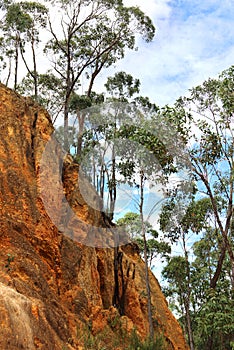 Eeucalypt trees in Australian outback, Victoria