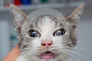 The effect of atropine injection in cat before the surgery. The sympathetic system increases heart rate, blood pressure, and photo