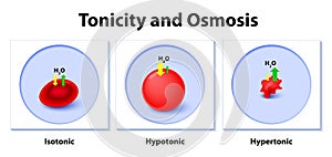 Effect of different solutions on blood cells