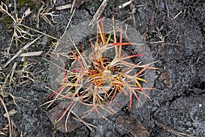 Effect of glyphosate on grass