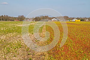 Effect of herbicide in agriculture
