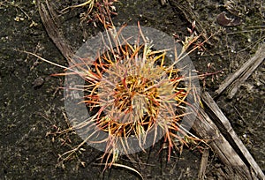 Effect of glyphosate sprayed on grass.