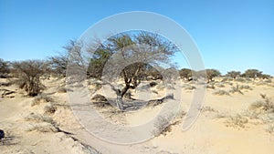 The effect of lack of rain on the spiny acacia trees on the flanks of desert valleys