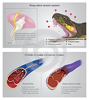 Effect of snake venom on human. Info graphic Illustration. photo