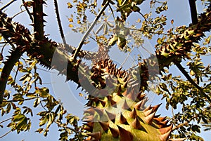 Effective Deterrant (A Prickly Thorn Tree)