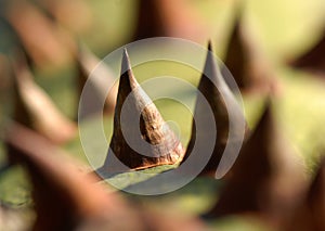 Effective Deterrant (A Prickly Thorn Tree)